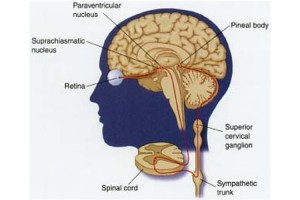 suprachiasmaticnucleus